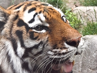 Tiger Eyes